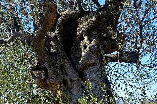 olive tree