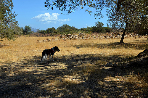Mycenaean sanctuary with dog