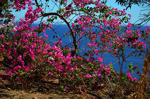 bougainville