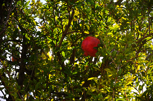 pomegranate