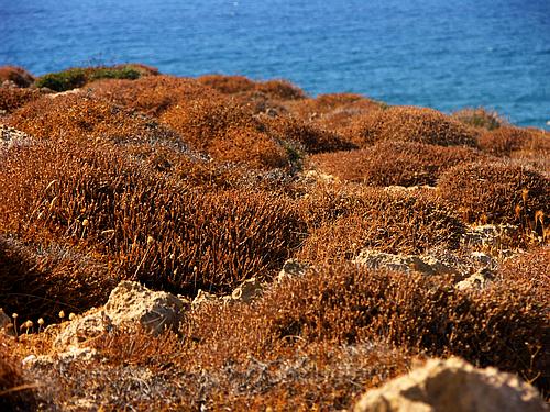 Agia Fotia landscape