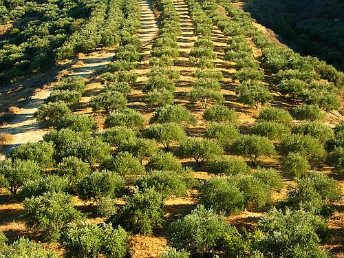 olive trees
