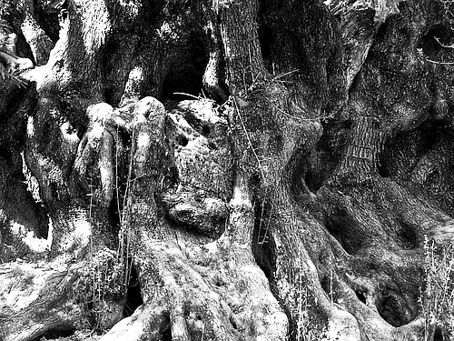 ancient olive tree