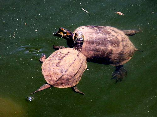 turtles