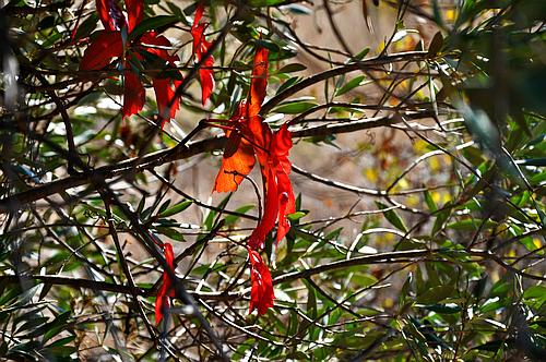 branches with ribbons