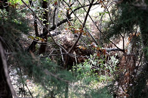 Mycenaean chamber tomb