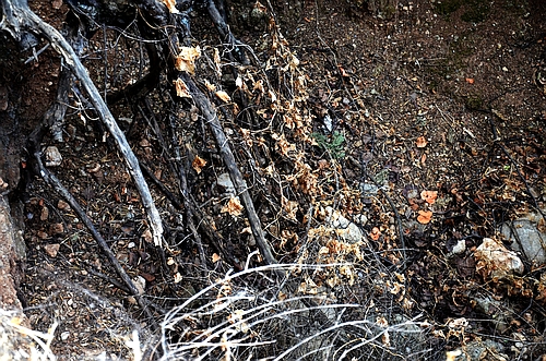 Mycenaean chamber tomb
