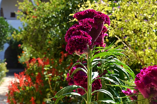 Loukou monastery garden
