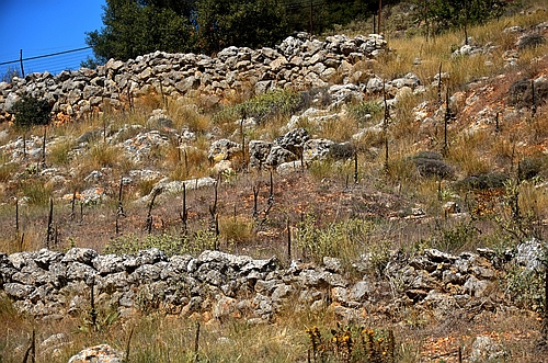 Mycenaean settlement Orchomenos