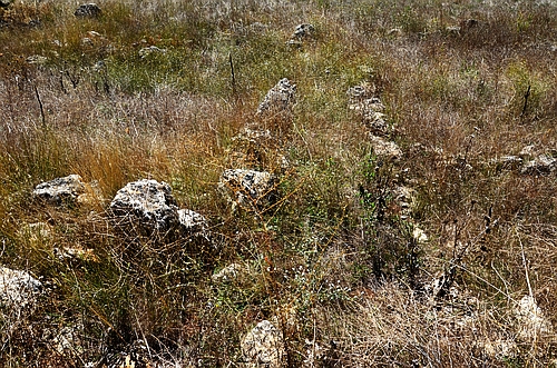 Mycenaean settlement Orchomenos