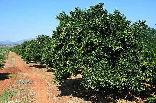 citrus plantation