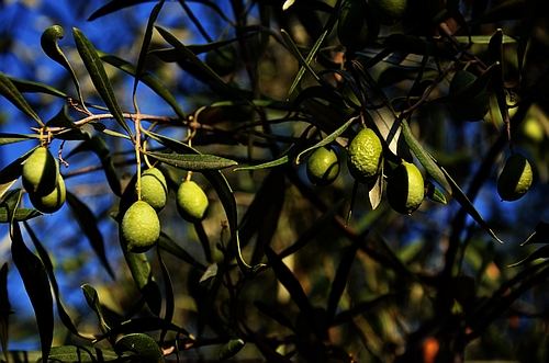 olives