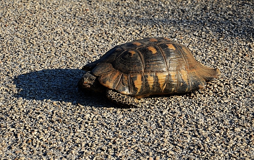 tortoise