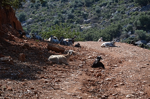 road with goats