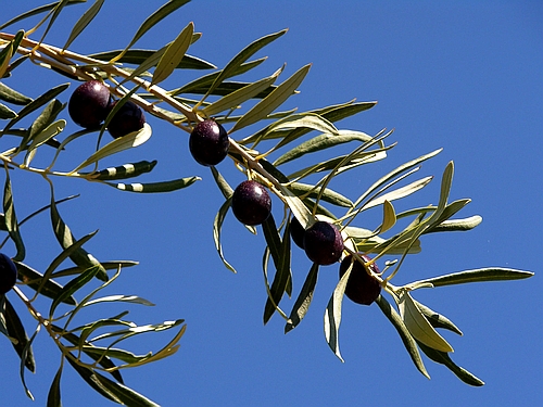 olives