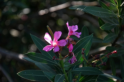 blossom in Mycenae