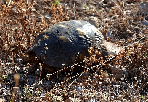 greek tortoise