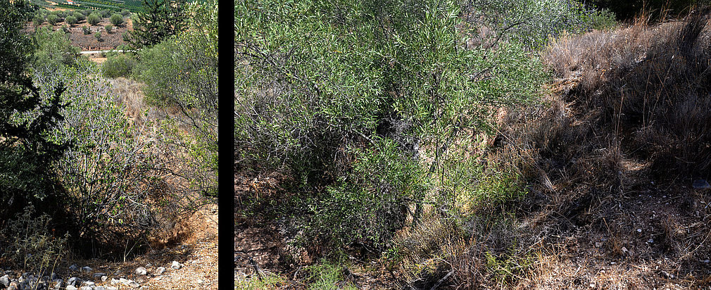 Agios Georgios chamber tomb