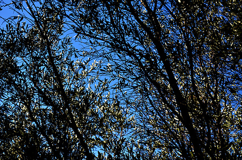 Agios Georgios chamber tomb