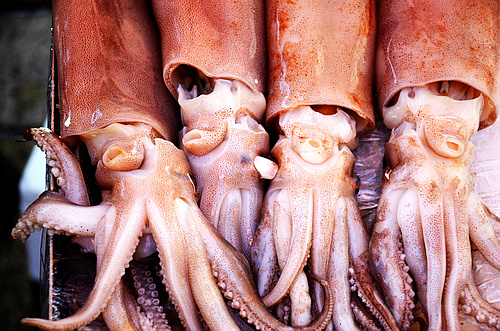 octopus