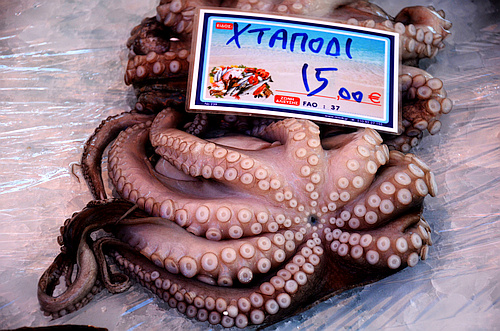 octopus