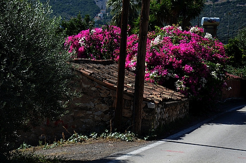 street with blossoms