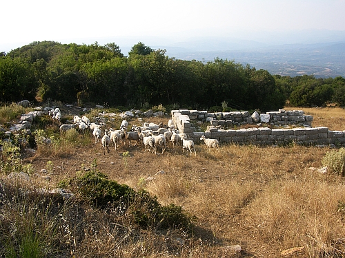 Sanctuary of Asklepios with sheep