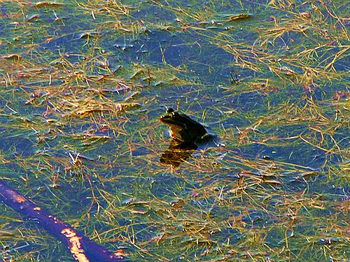 frog in lake