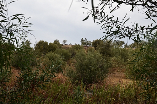 hill of Aetopetra