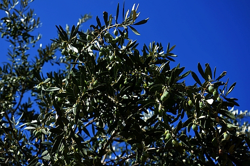 olive tree