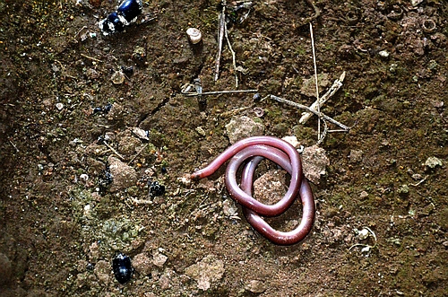 worm in chamber tomb 9