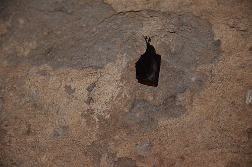 bat in a Mycenaean chamber tomb