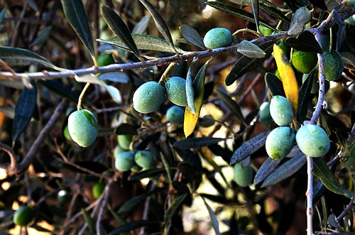 olives