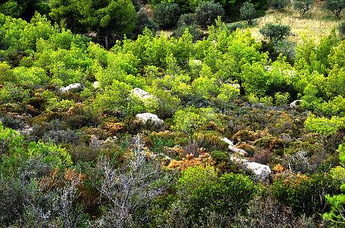 boulders in landscape