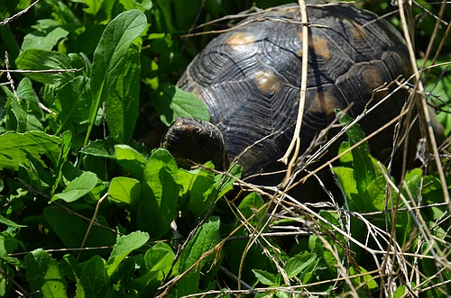 tortoise
