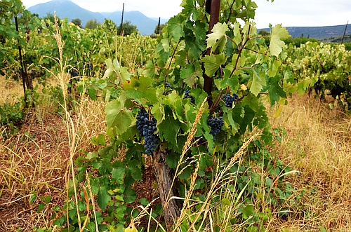 grapevines