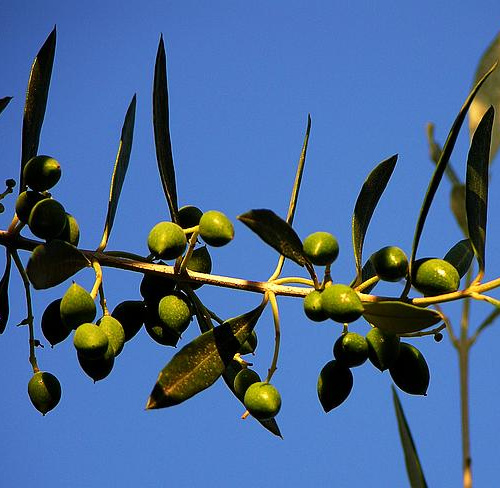 olive tree