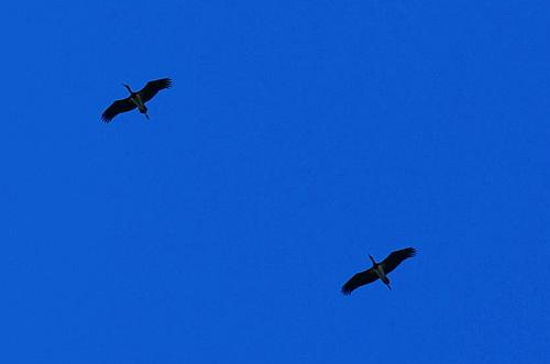 cranes above Theopetra